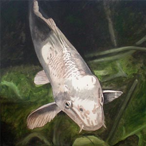 Koi
