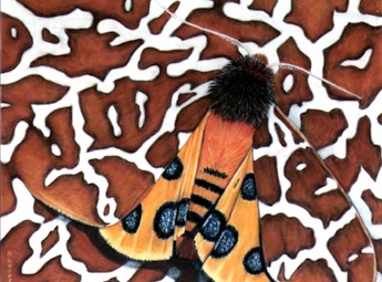 Brauner B&auml;r