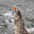 Fisch am Haken