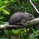 madagaskar15