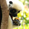 madagaskar16