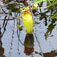 madagaskar26