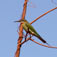 madagaskar29