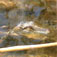 madagaskar43