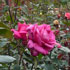 Rosarium