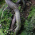 Levada