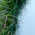 Levada