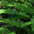 Levada