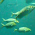 Aquario