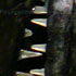 Degenfisch