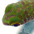 Gecko