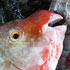 Papageifisch