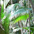 Vallee de Mai