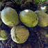 Coco de Mer
