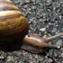 Schnecke