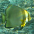 Fisch