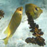Fisch
