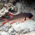 Fisch