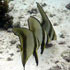 Fisch