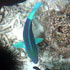 Fisch