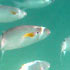 Fisch