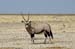 namibia34