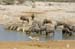 namibia38