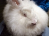 angora_1