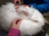 angora_2