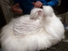 angora_3