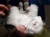 angora_4