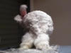 angora_7