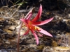 chile_03